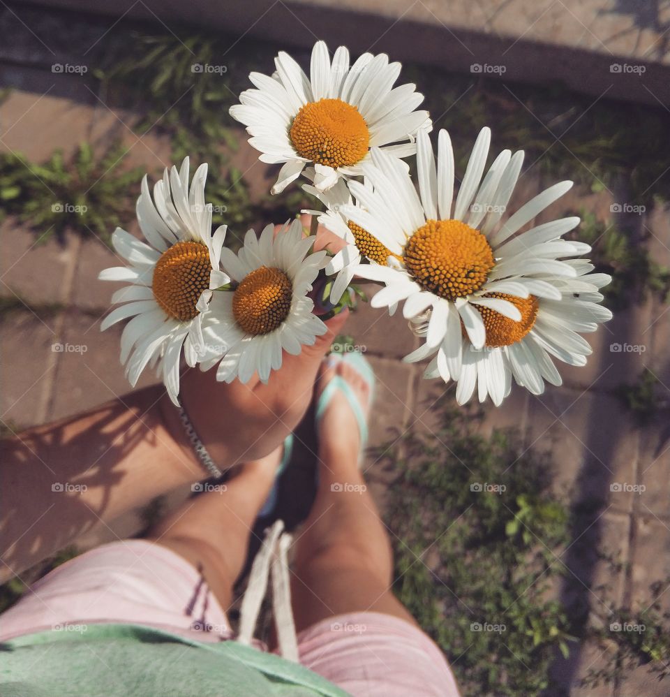 Flowers, summer, sunny