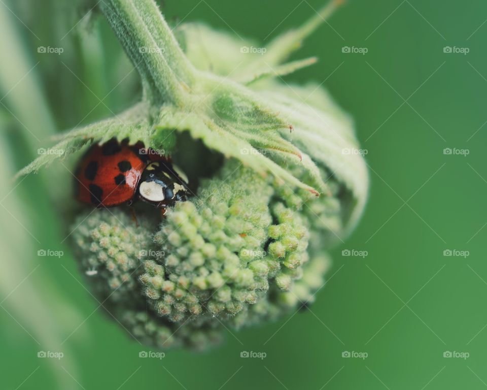 Ladybird perching on flower bud