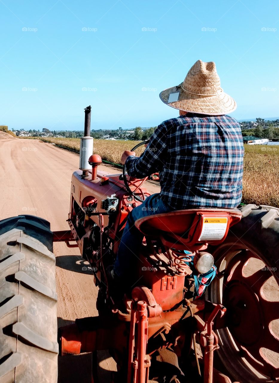 A man drives an antique tractor at the Carlsbad Flower Fields in California.