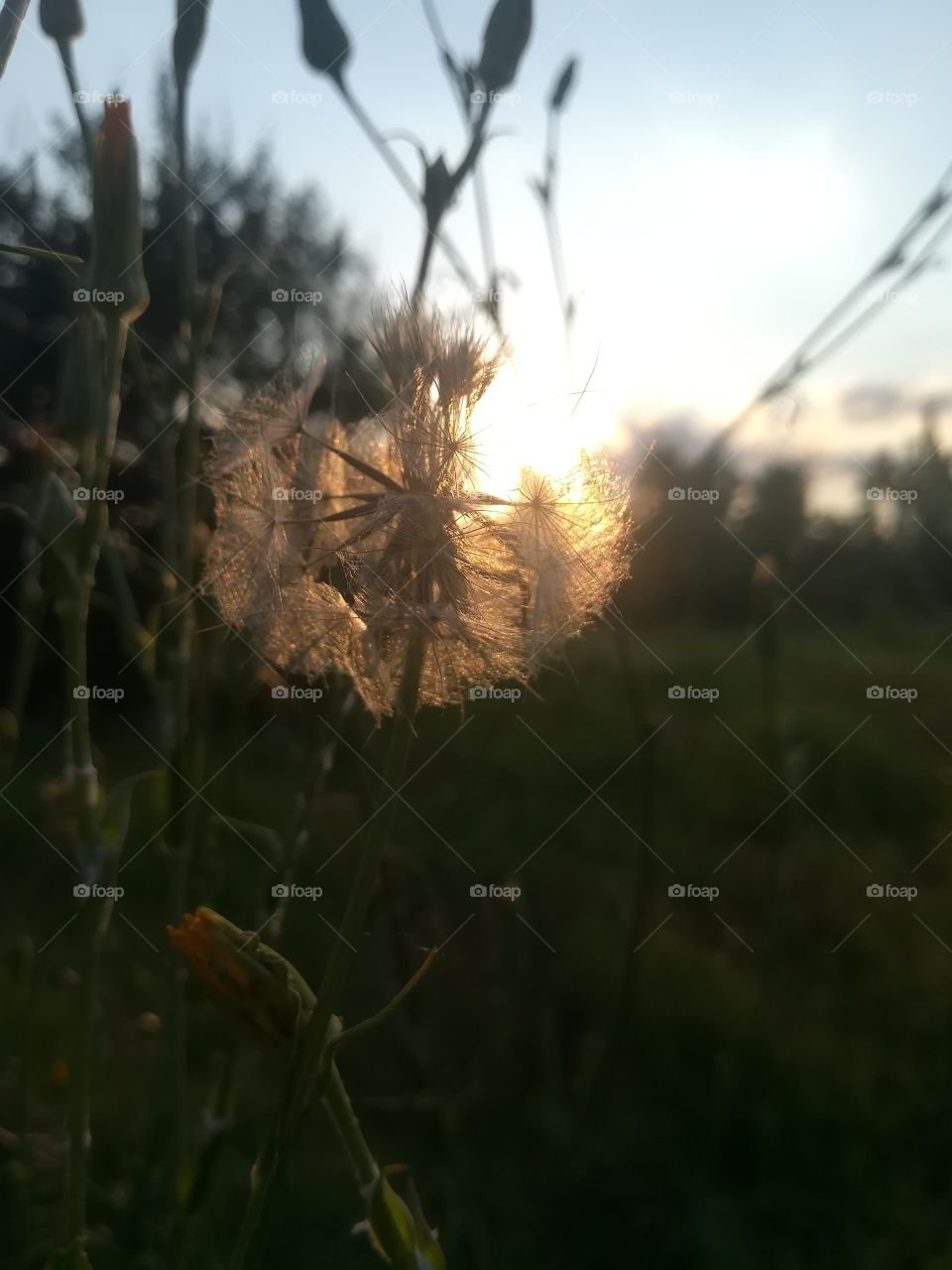 Sunset in forest