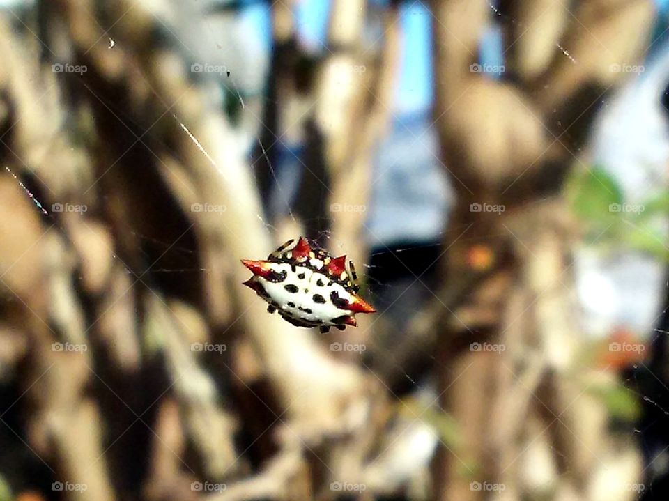 little garden spider