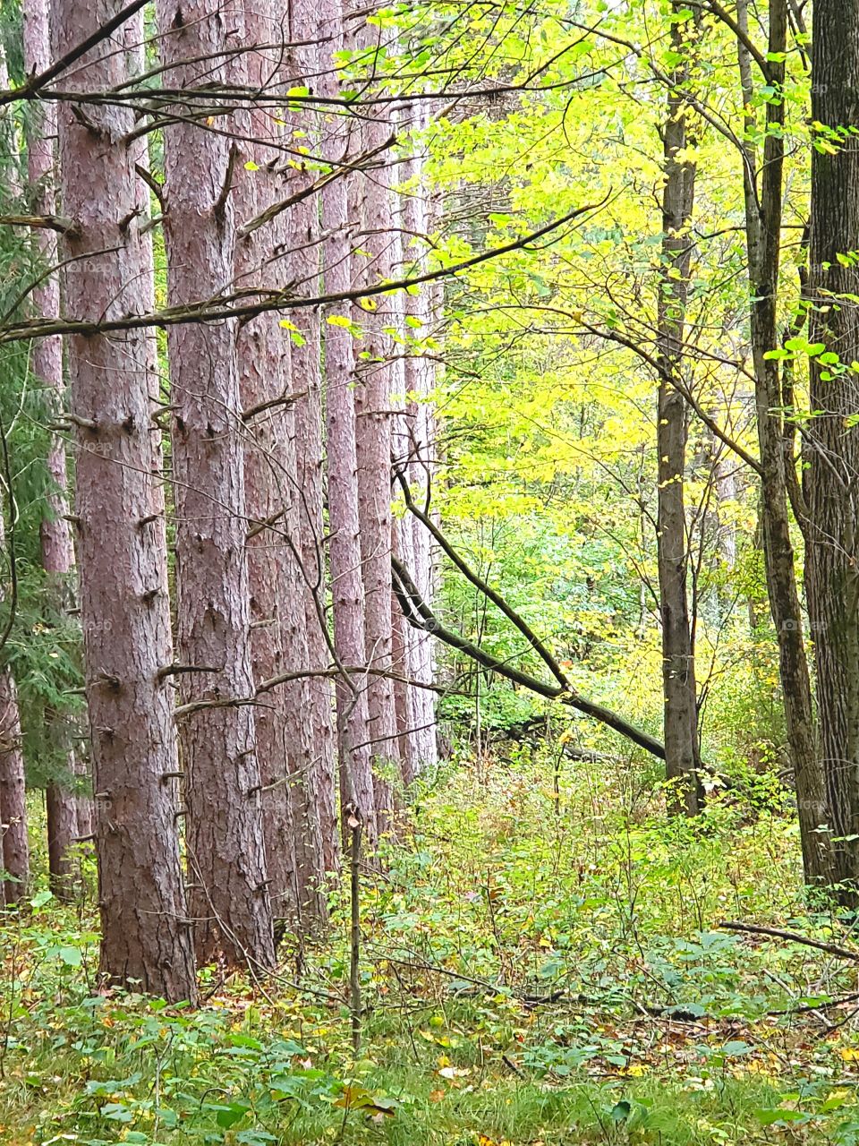row of pine trees on a gloomy day