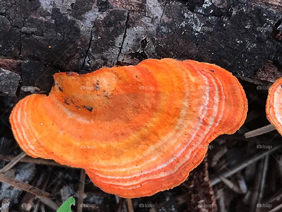 Close-up of orange fungus