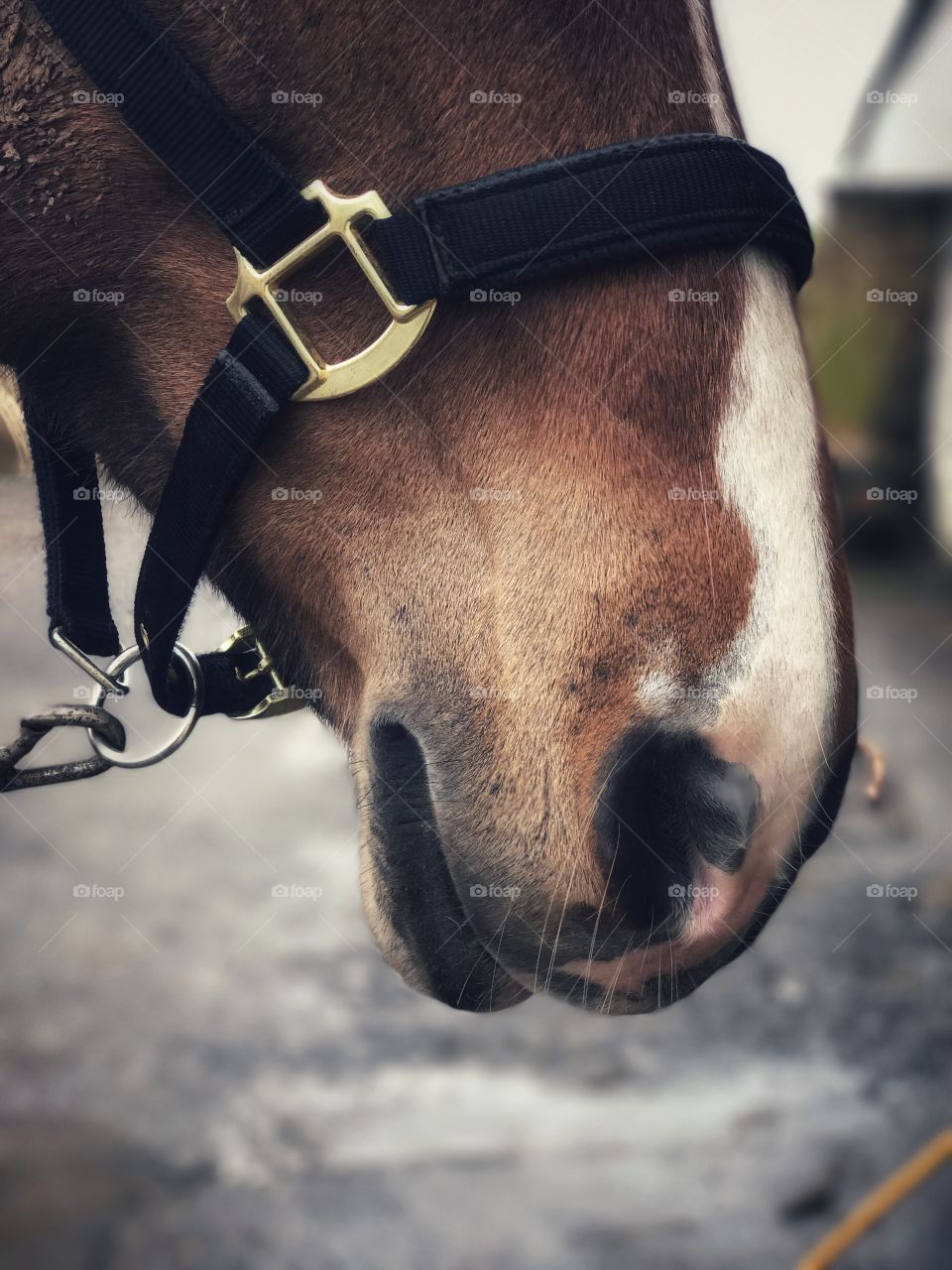 Close up of horses nose and mouth