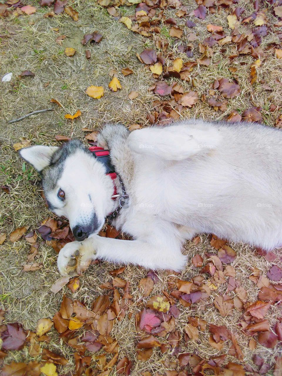 silly Alaskan malamute in the fall