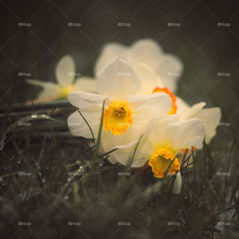 Narcissus on dark grass background 