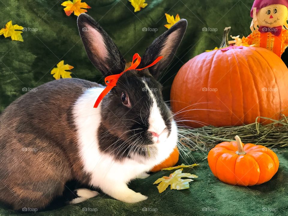 Happy fall ya’ll ! Pumpkins and pretty bunny