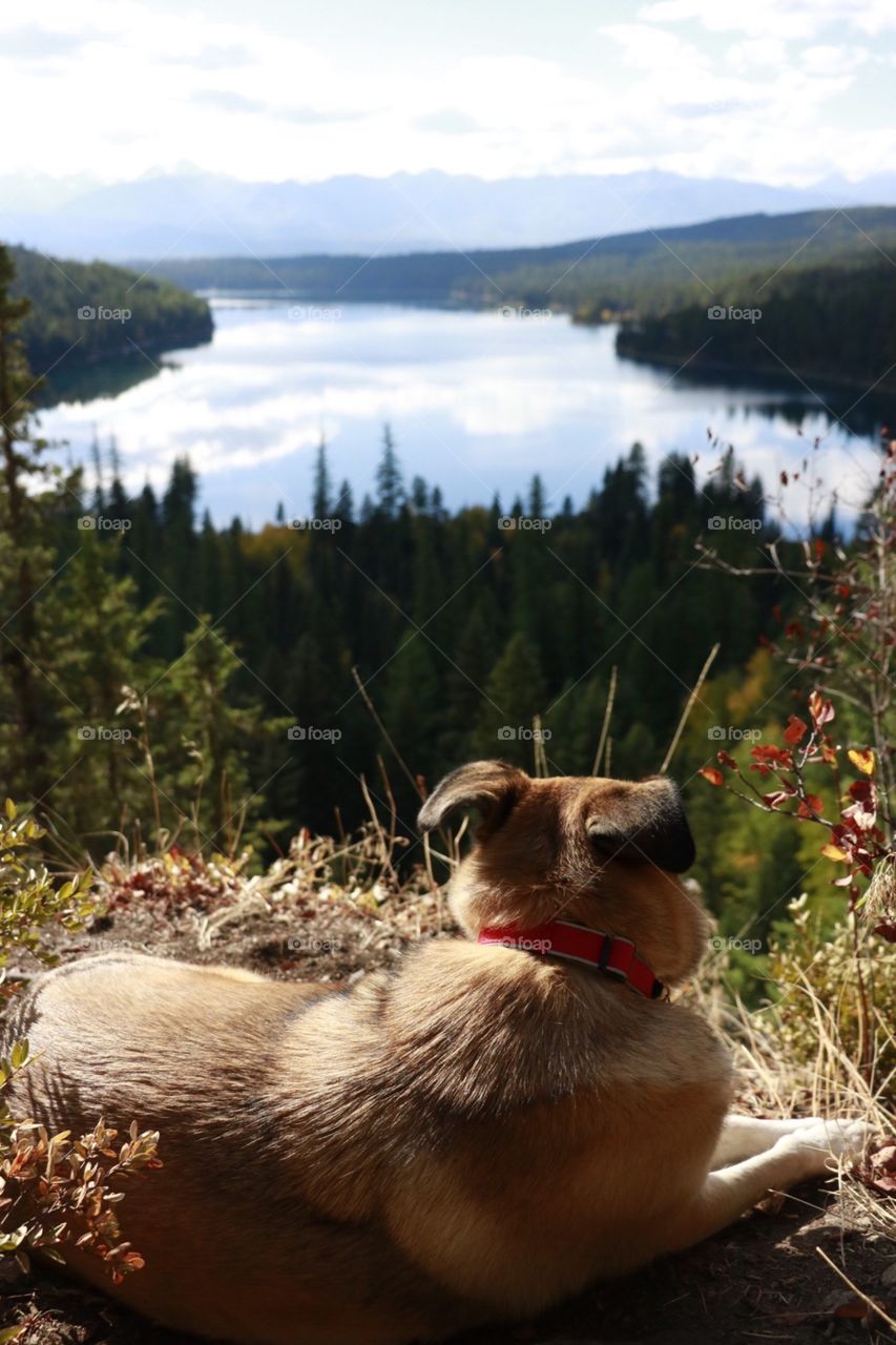 German shepherd wandering through the Montana wilderness. 