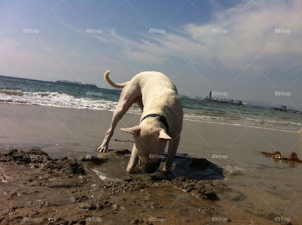 Dog digging at the beach