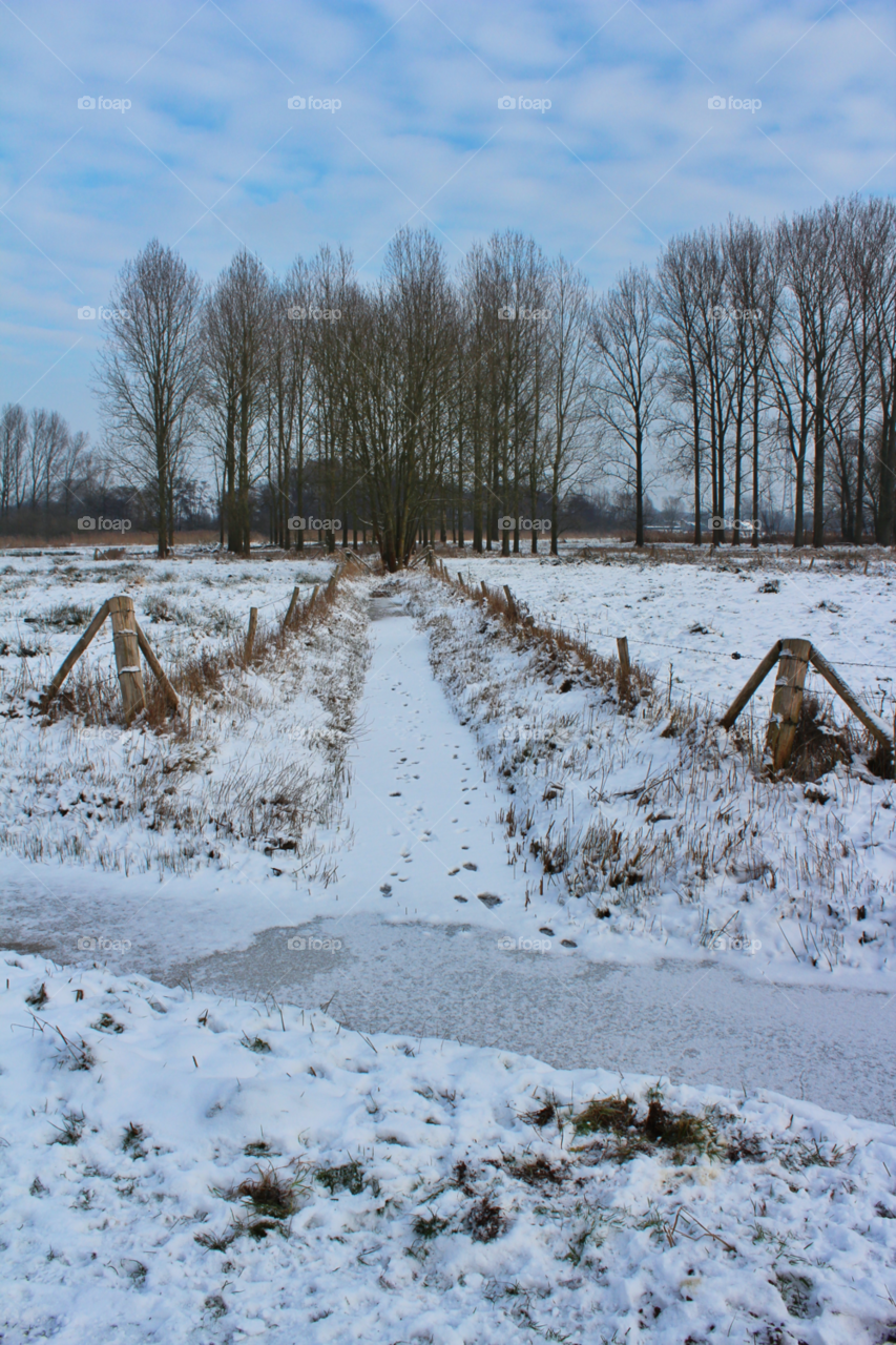 snow winter nature trees by twilite