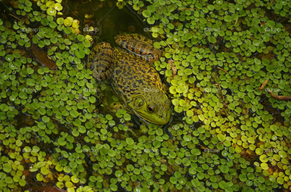 fat leopard bull frog