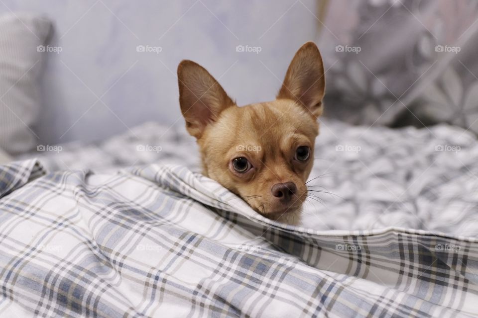 little dog in bed under the covers