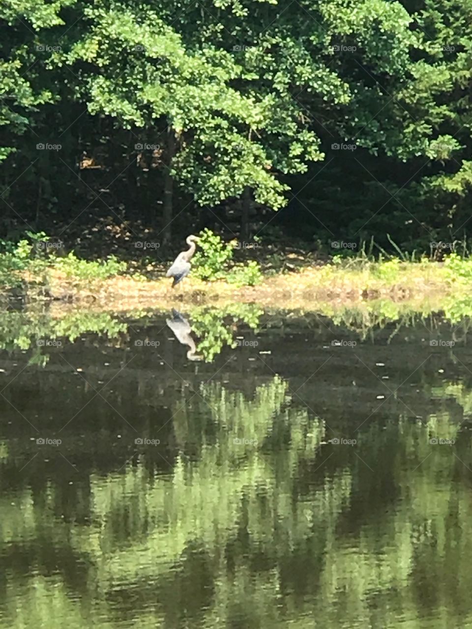 Big bird on the lake