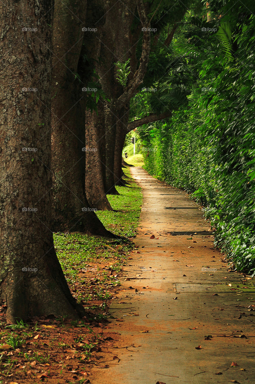 Footpath through trees and lush growth