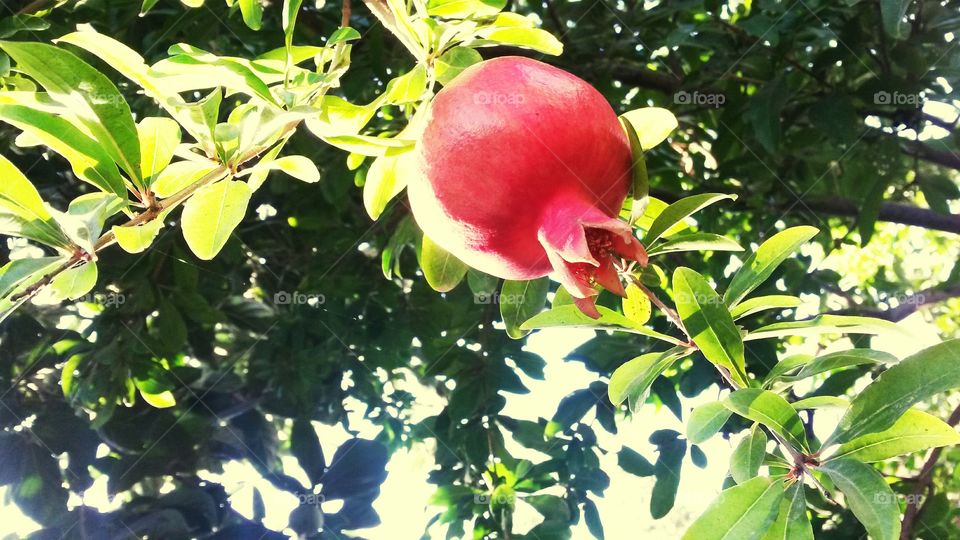 pomegranate