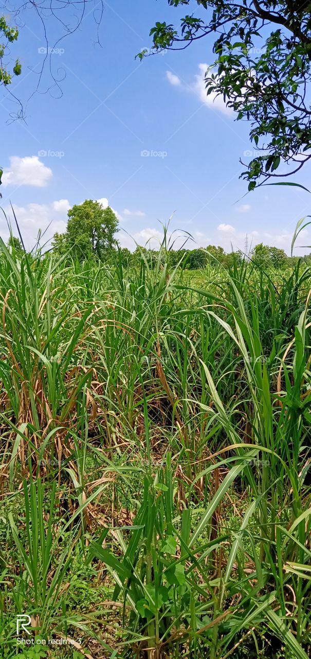 Best green sugercanefield walpper