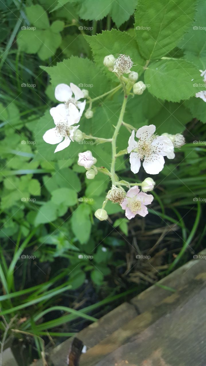 Wild Flowers