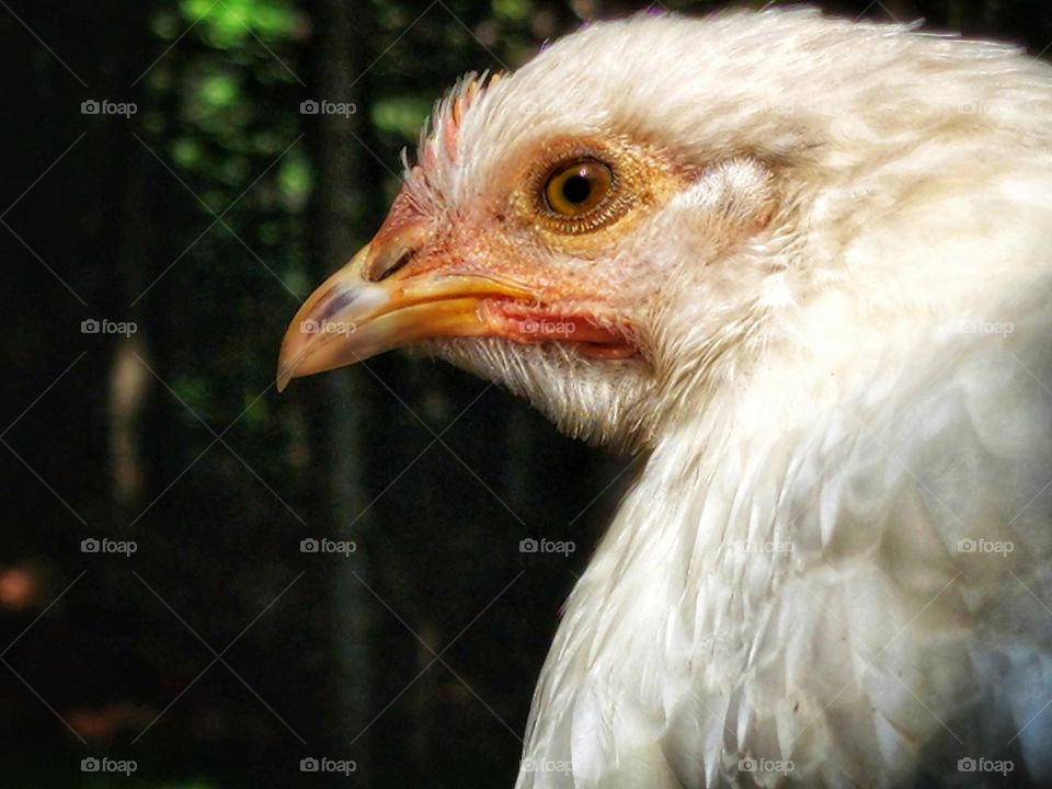 Side portrait of a two month old white hen.