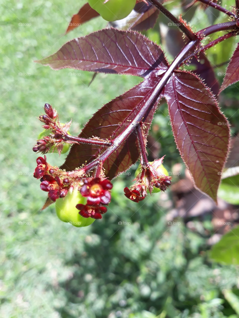 leaf, fruit and flower
