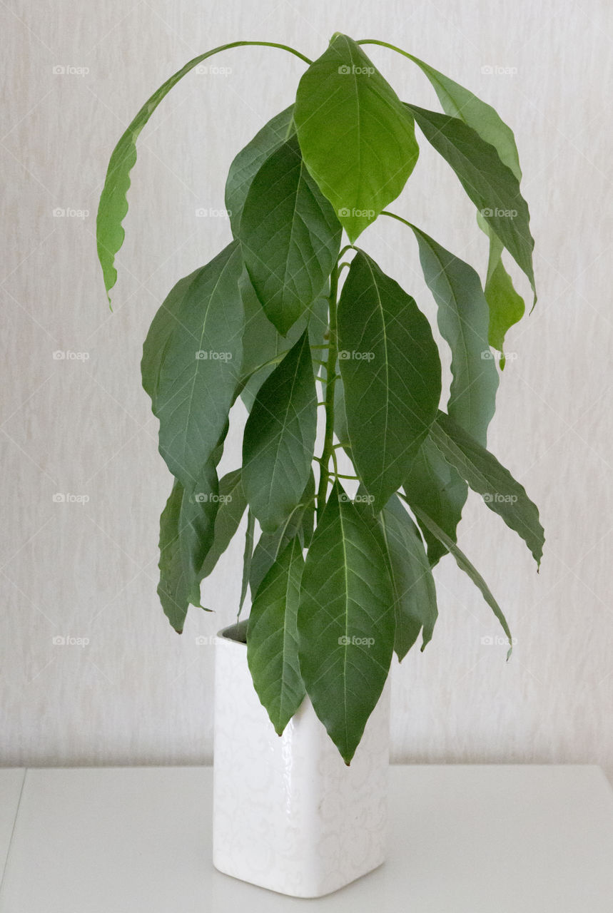 Green avocado plant in white pot