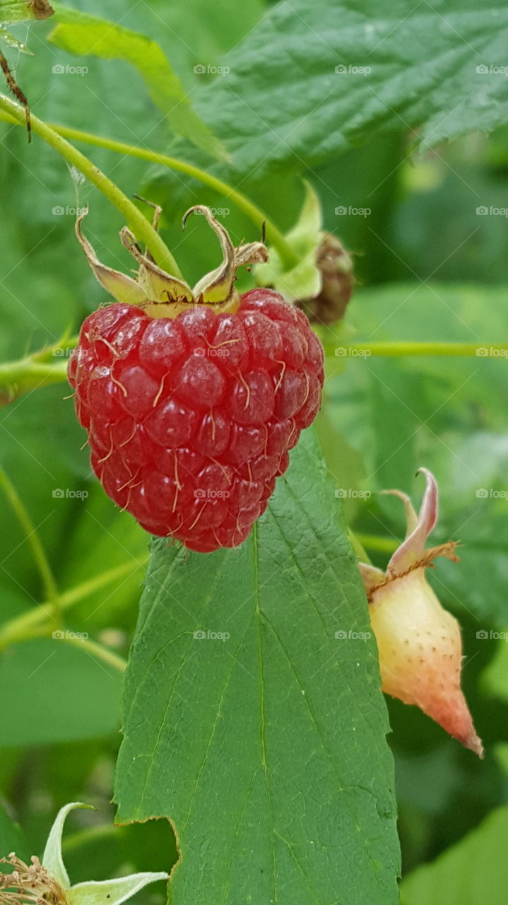 raspberry red