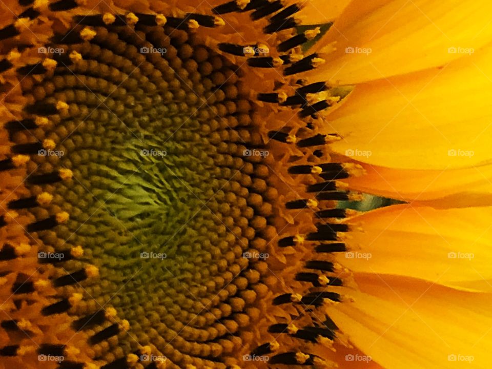 A close view of a sunflower. Looking from distance, many times we do not realize the details and geometry, the perfect lines and colors this flower has. It is really beautiful and amazing!