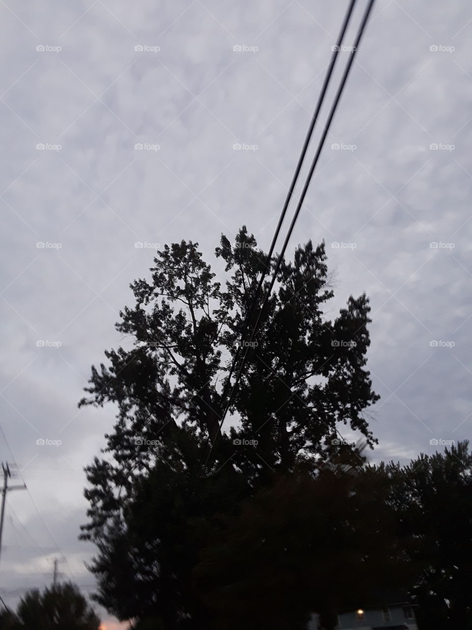 tree wire sky