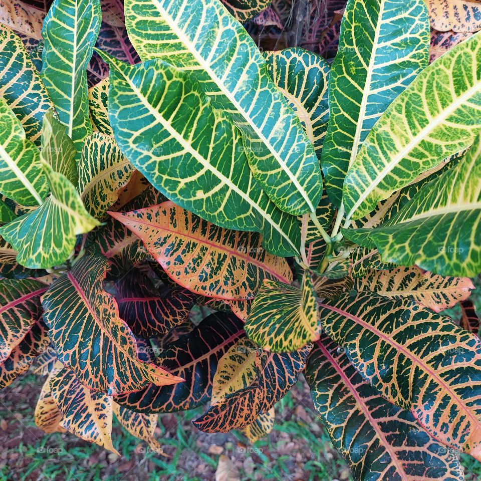 Puring, pudding or kroton (Codiaeum variegatum) are popular garden ornamental plants in the form of shrubs with very varied leaf shapes and colors.  green, yellow, orange, red, purple, and their mixtures.  Leaf shape elongated, oval, wavy edges