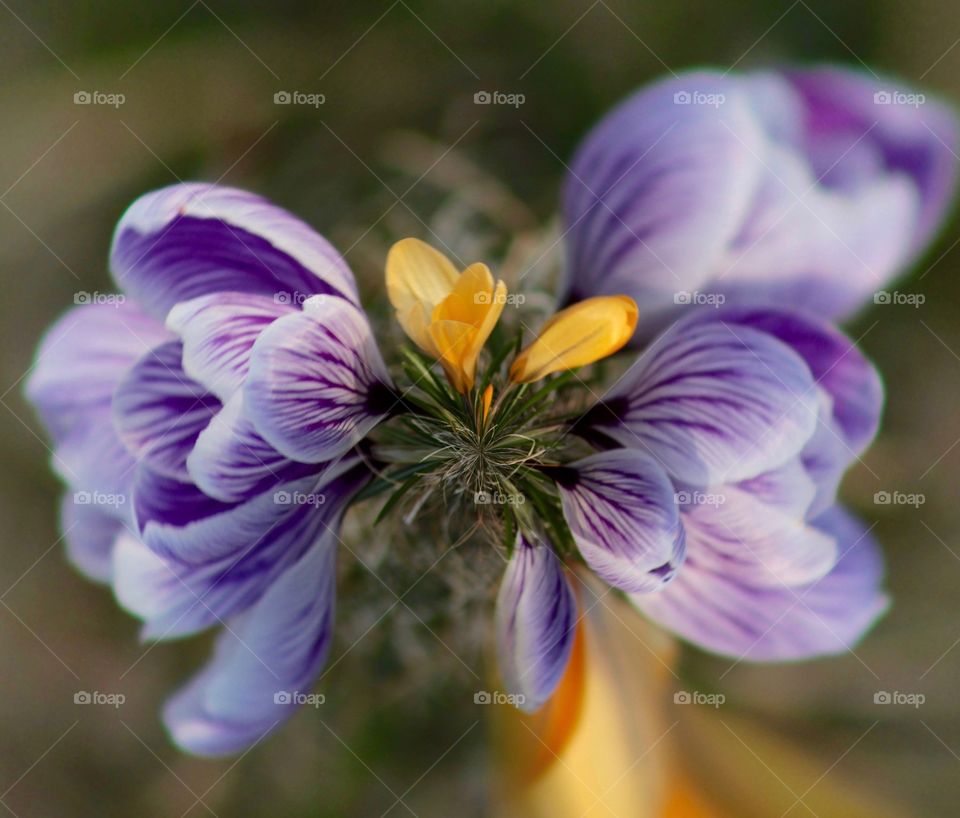 Crocus explosion