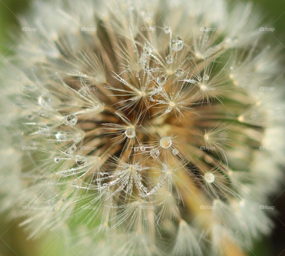 Closeup of dandelion seed head with dew