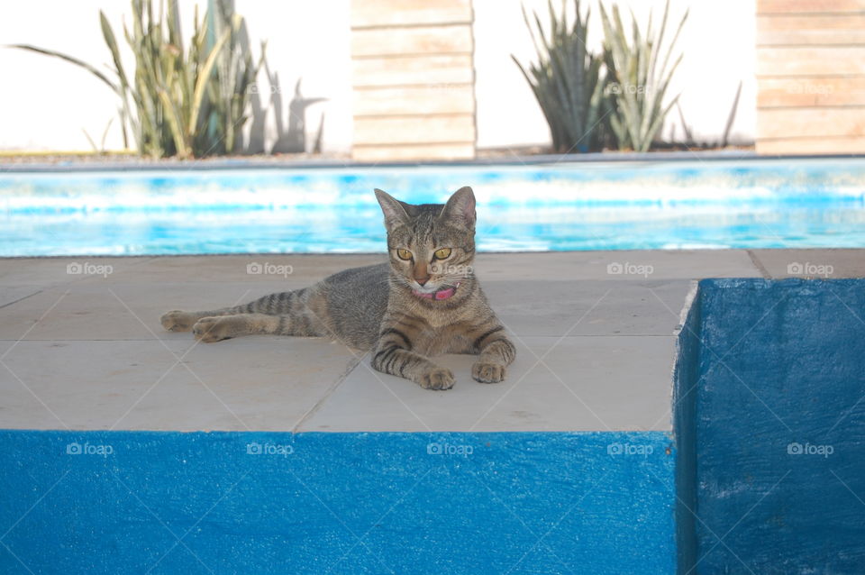 Cat relaxing near swimming pool 