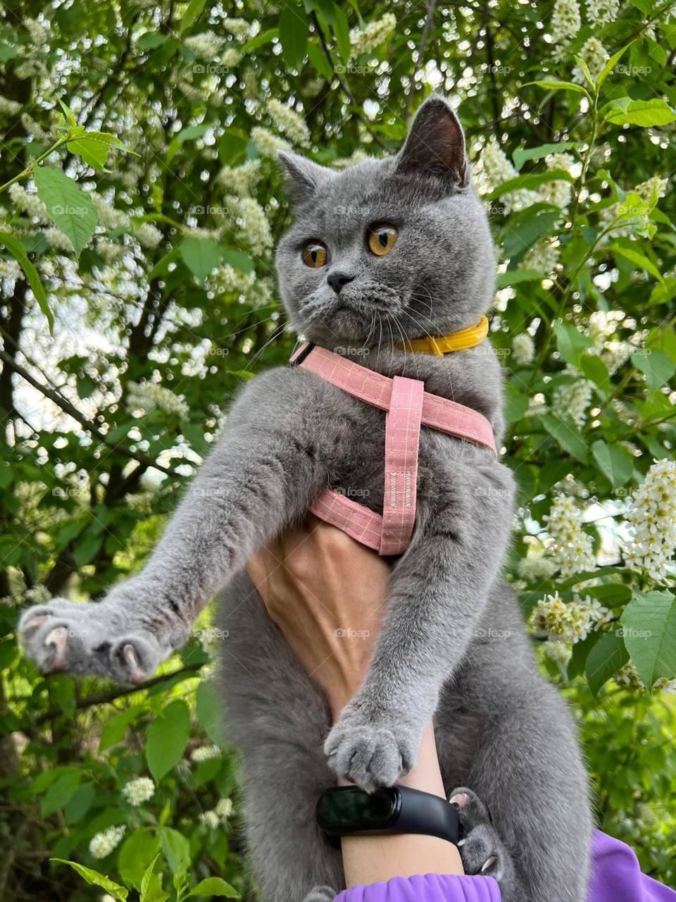 funny photo of a gray cat that visited the street for the first time