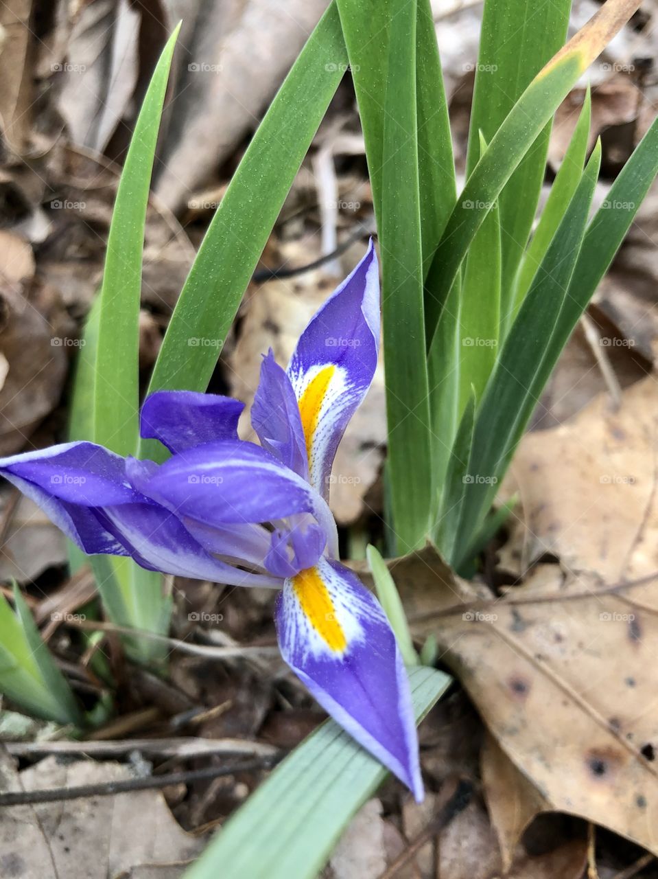 Wild iris in forest 
