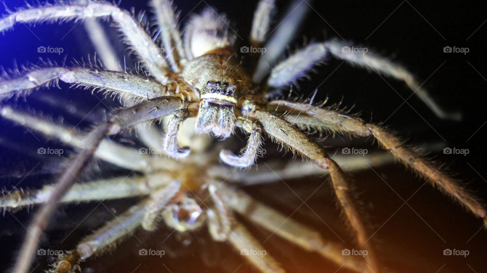 Big spider closeup