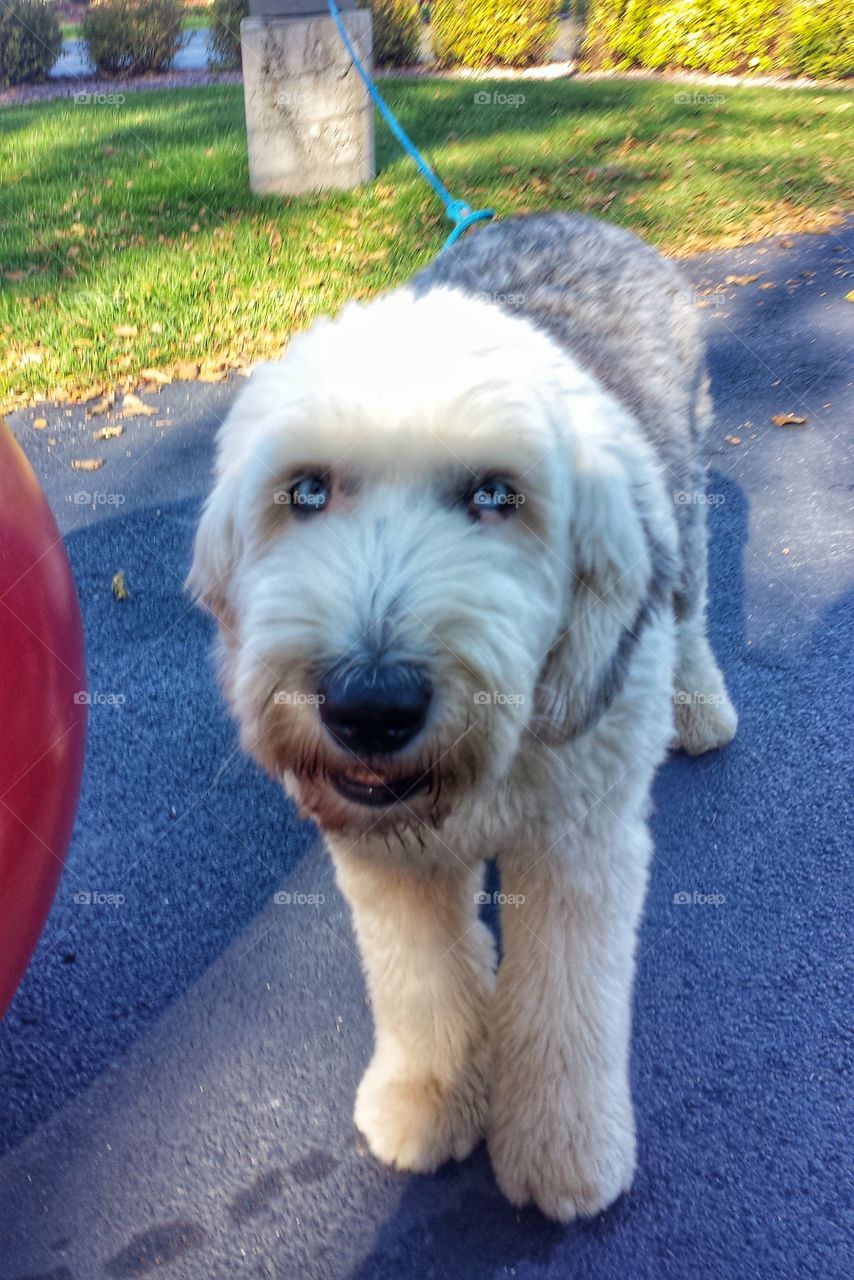 English Sheepdog