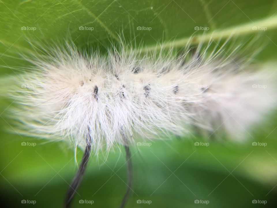 White caterpillar - poisonous