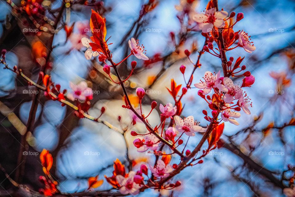 A red cherry tree blossom at spring