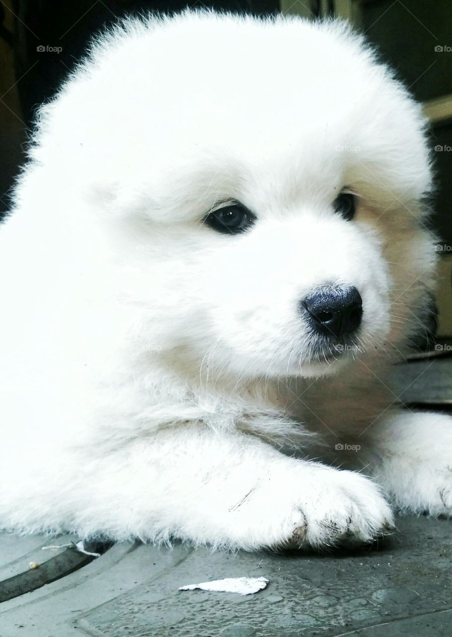 Beautiful dog,my pet,Siberian Samoyed