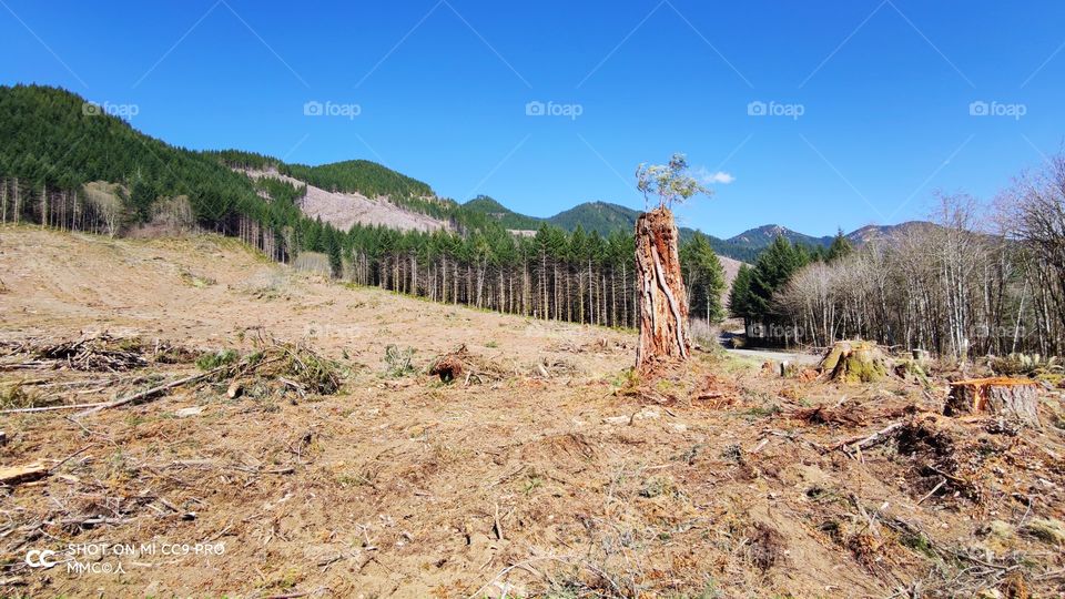 trees and forest series