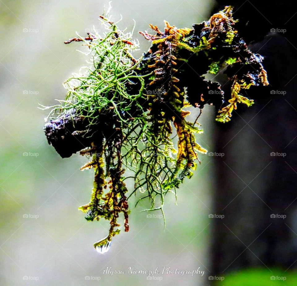 Mossy covered pint tree branch, tickled by a single rain droplet. Trees reflected within droplet.