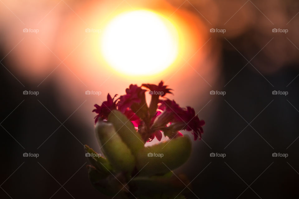 flower and sun set