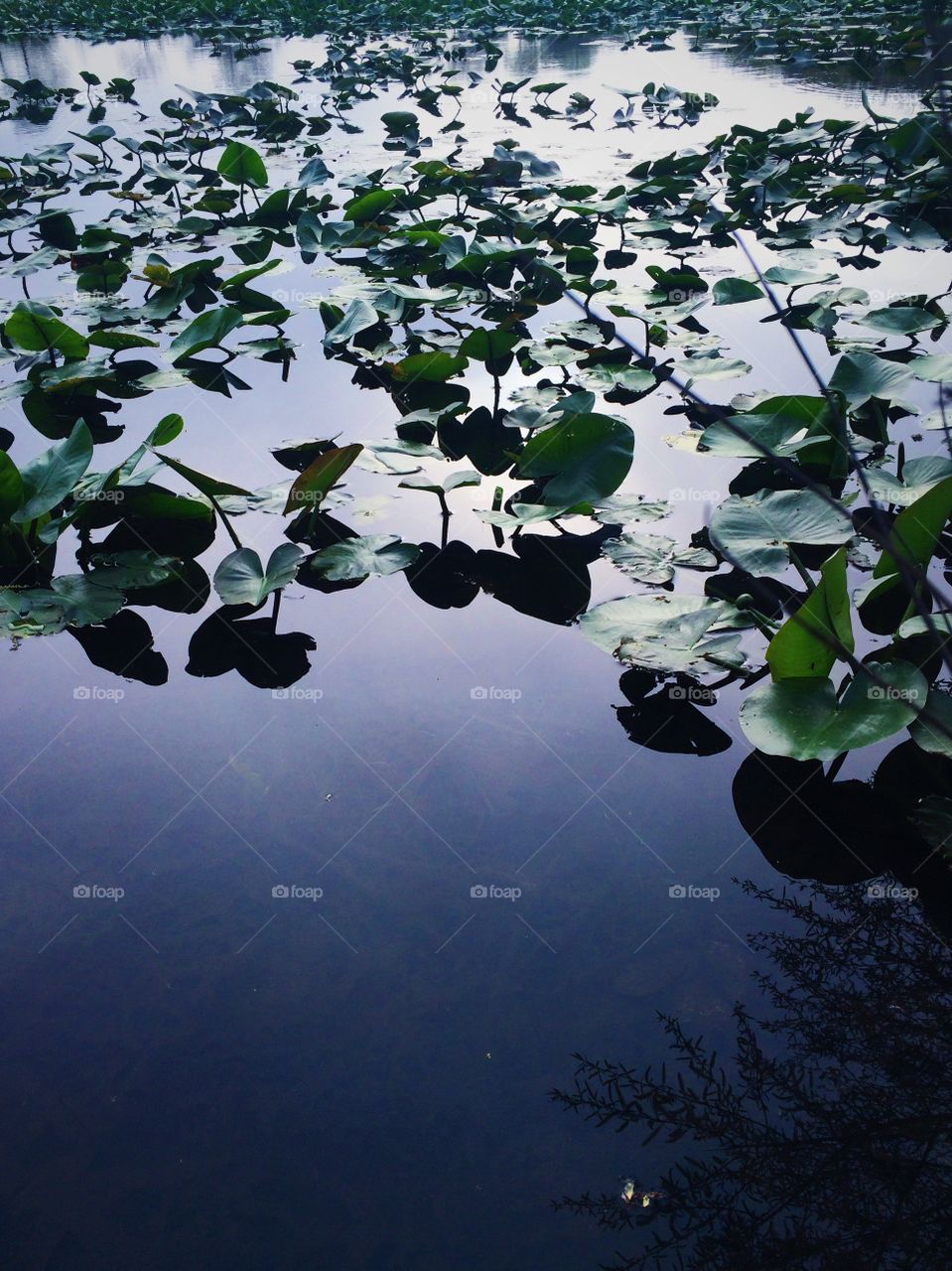 Lily Pads. Lily pads in the pond