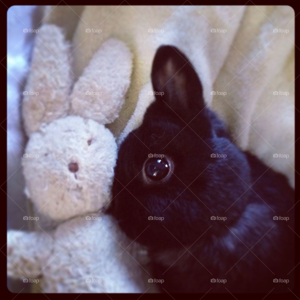 Bunny and bunny