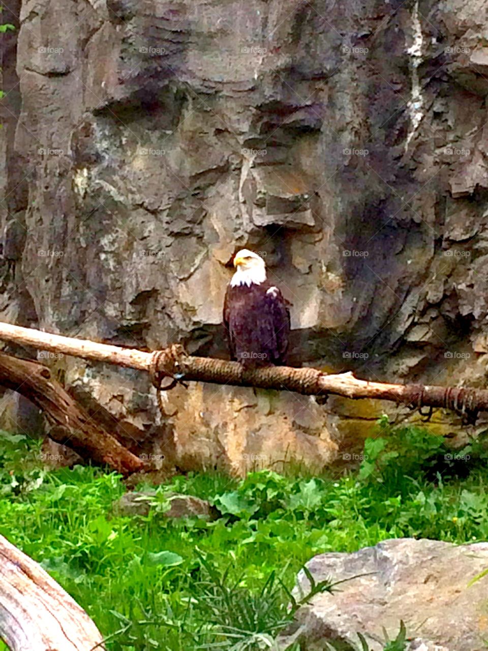 Eagle on Perch. Eagle sitting on his perch at the zoo.