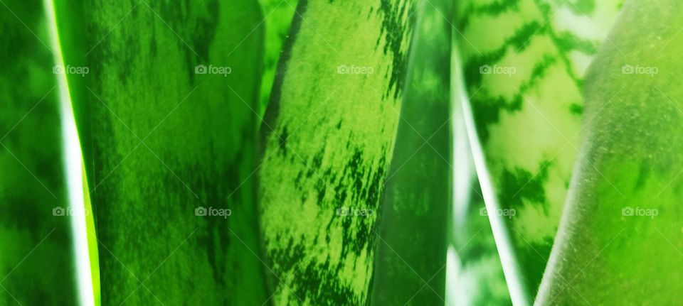 indoor flower, green color, plant, leaves, green leaf, indoor plants, light green, background, leaves, stems