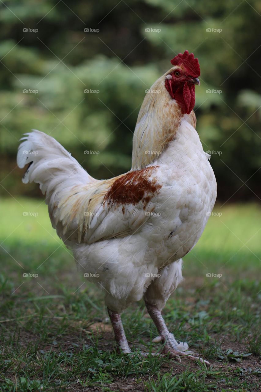 White Rooster