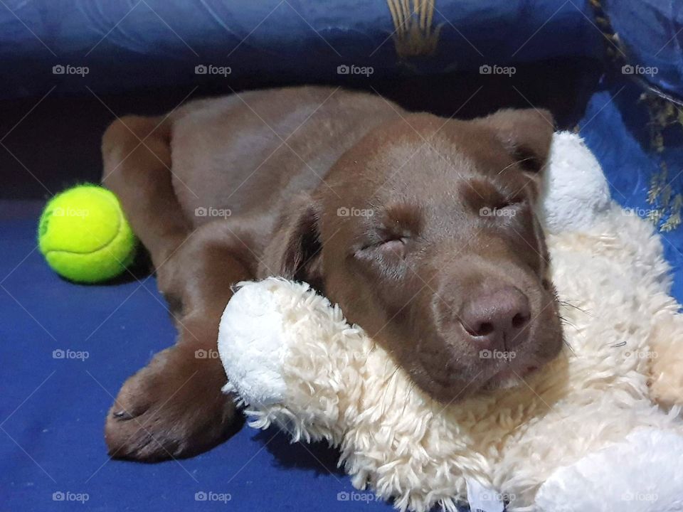 Labrador#puppy#dog#pet#cute#canine#sleep