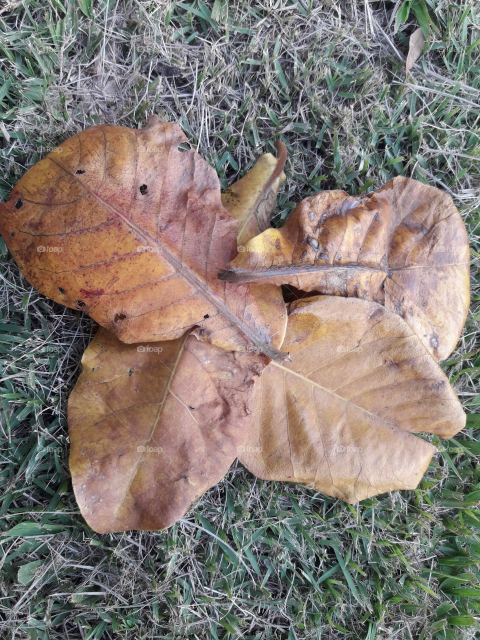 Folhas maduras caídas