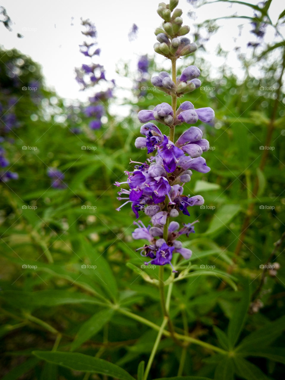 Vitex tree in bloom purple flowers with green leaves clash of color