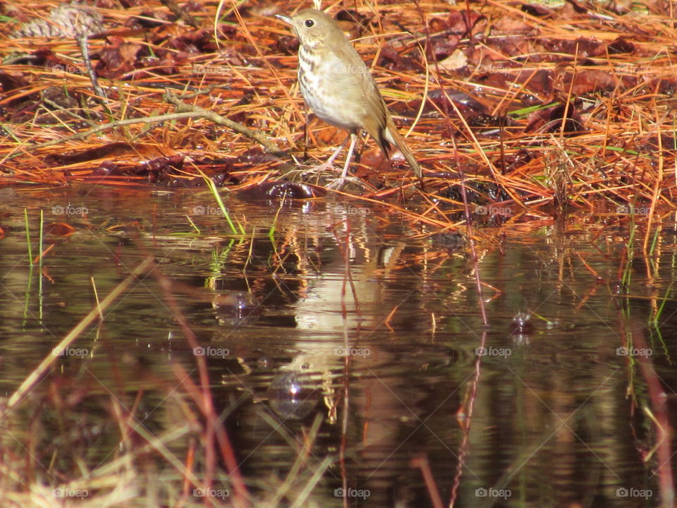 Hermit thrush and its reflection